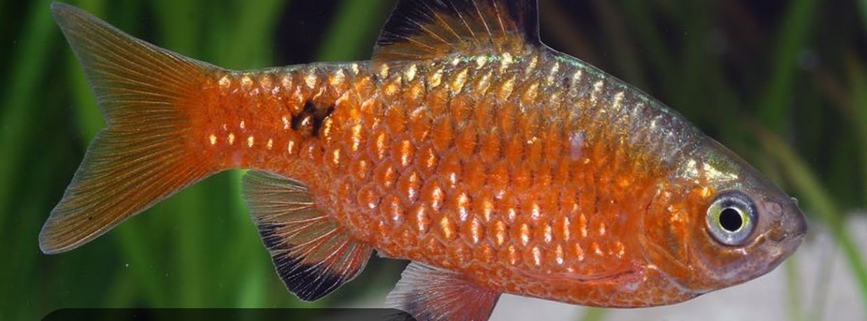 PECES BARBUS ROSSY