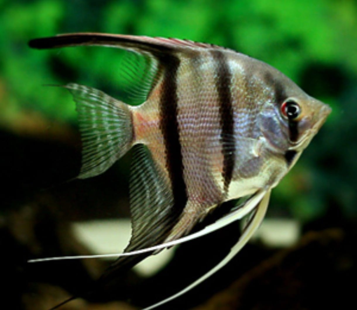 PECES ESCALARES GRANDES
