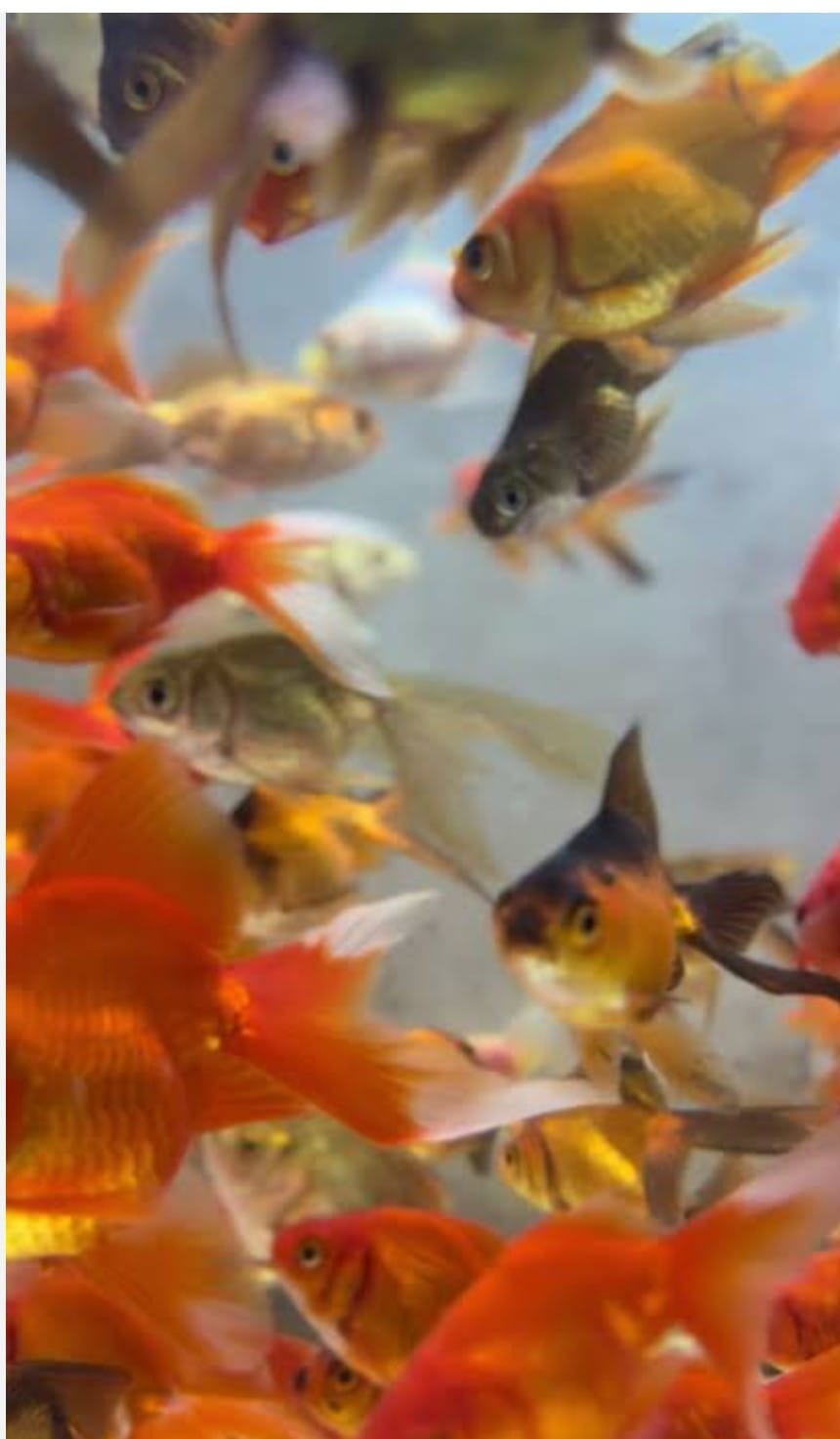 PECES BAILARINA Y GOLDFISH MEDIANOS SURTIDOS