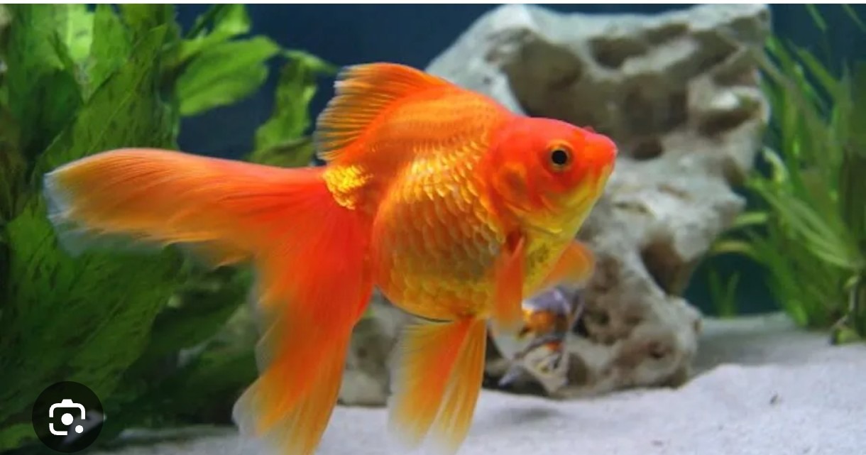 PECES BAILARINA MEDIANA