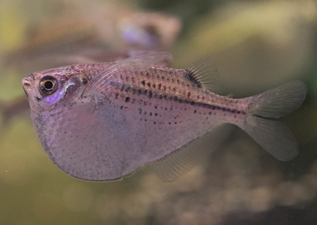 PECES PALOMETA