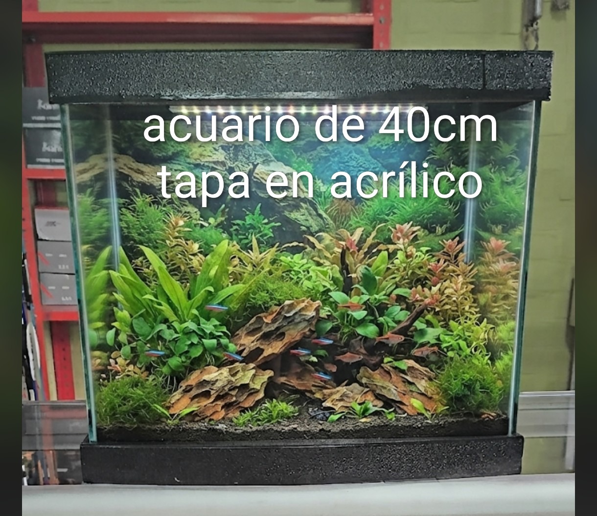 ACUARIO MEDIANO TAPA EN ACRILICO