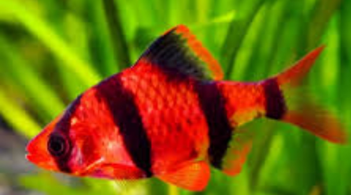 BARBUS ROJOS