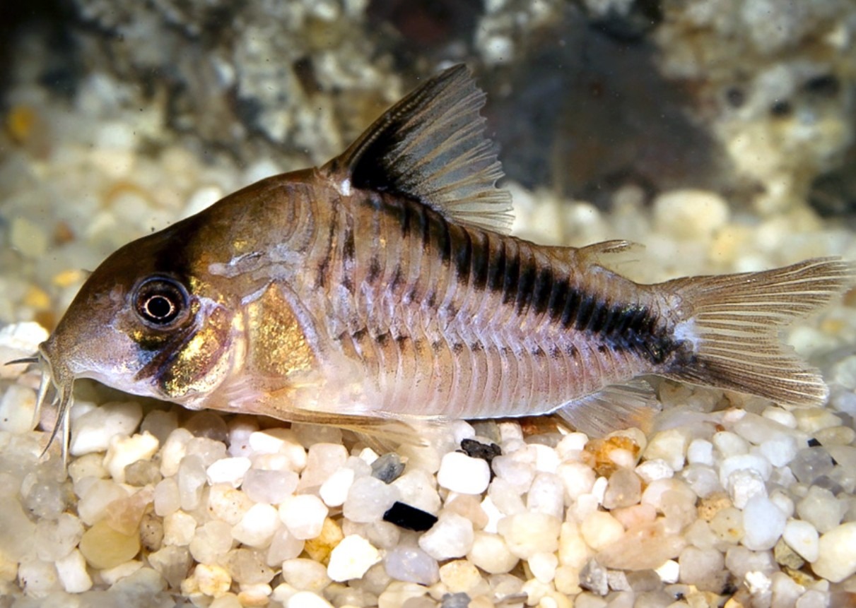 PECES CORYDORA