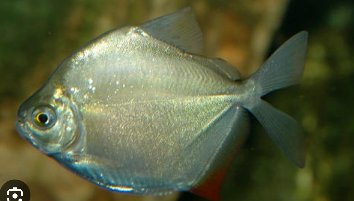 PECES MONEDA