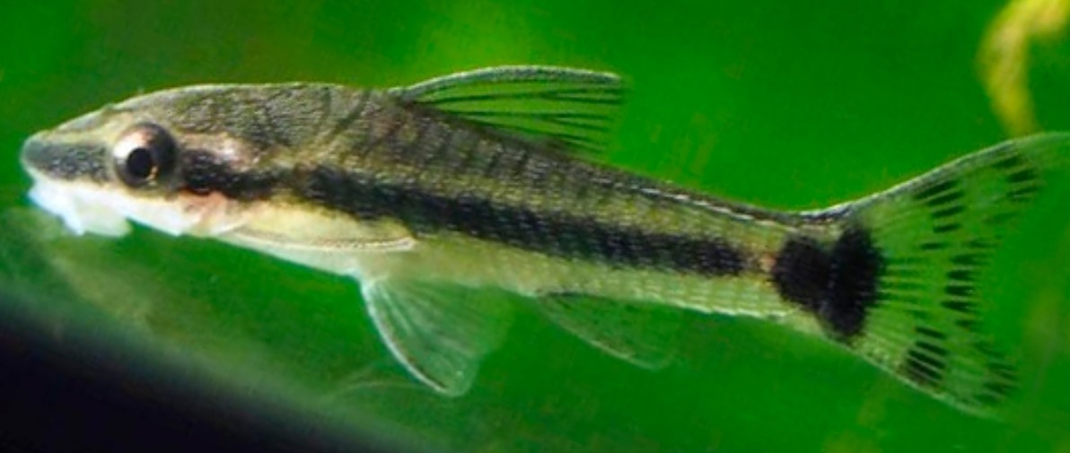 PECES OTOCINCLUS