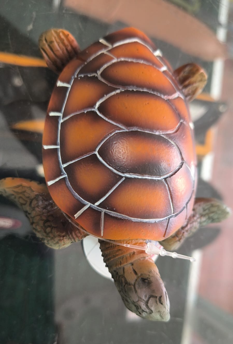 TORTUGA