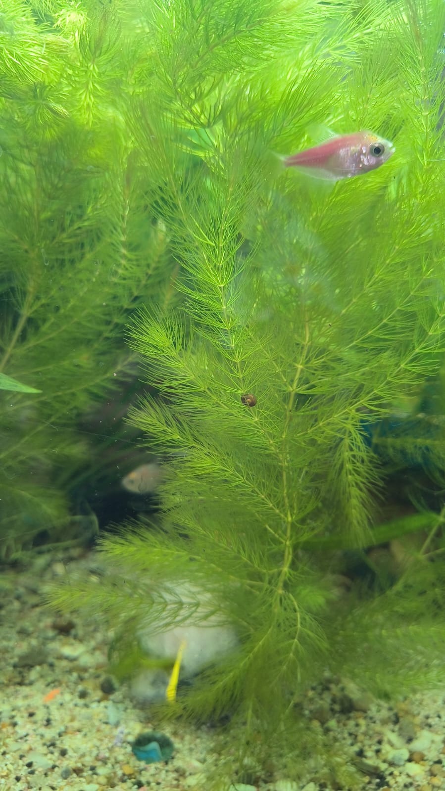 PLANTA COLA DE ZORRO