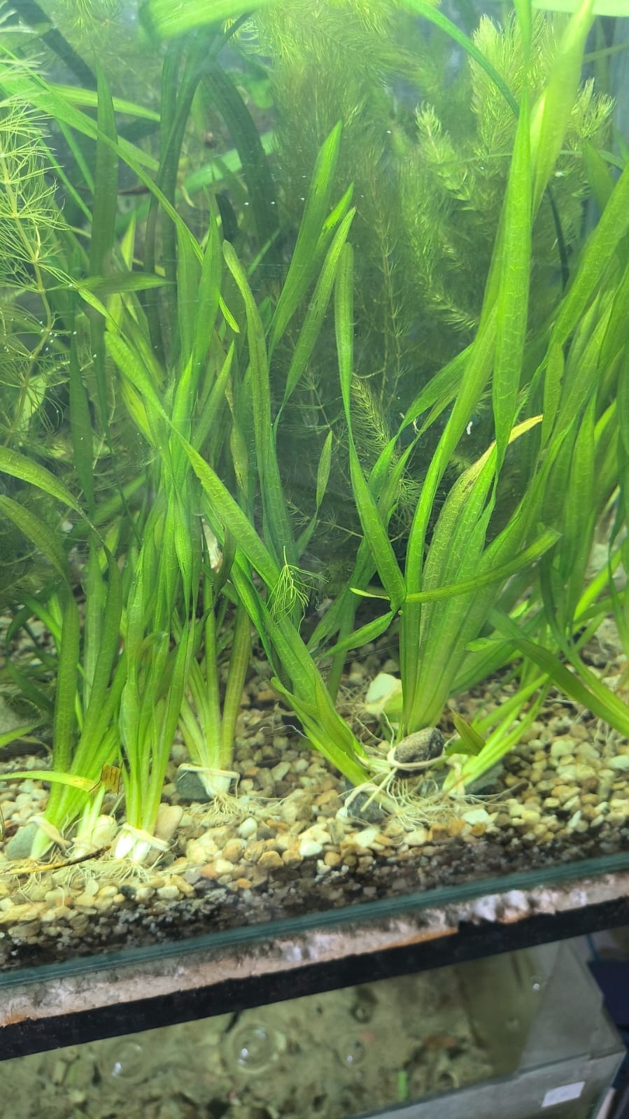 PLANTA CINTA