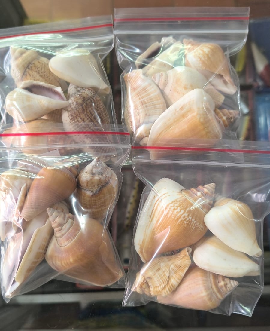 Paquete de conchas grandes — imagen 1