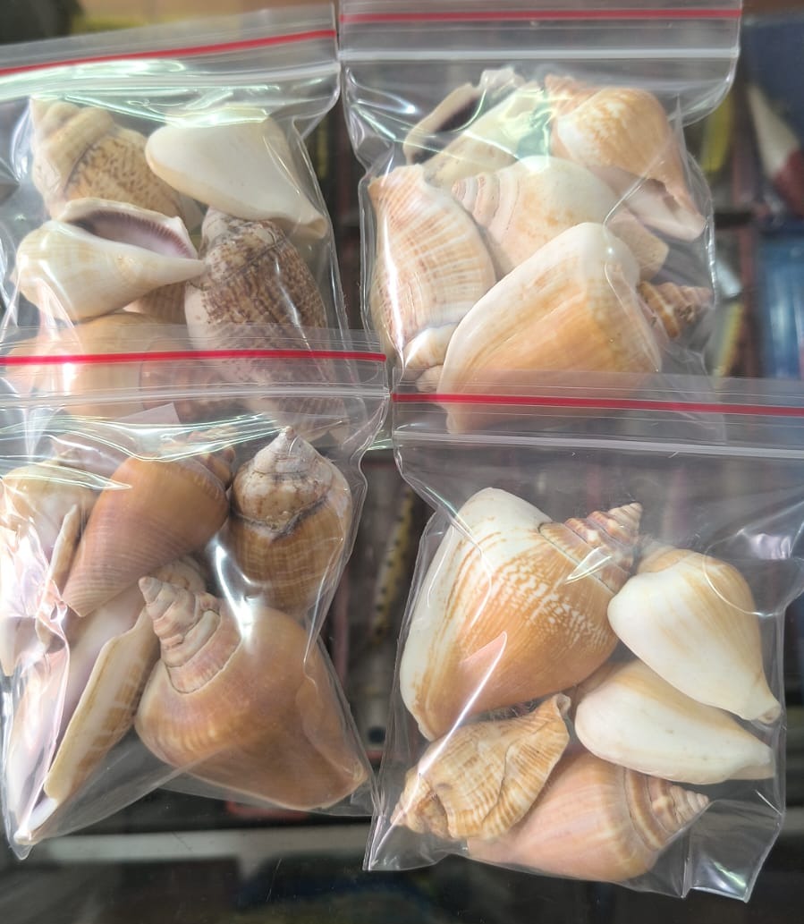 Paquete de conchas pequeñas — imagen 1