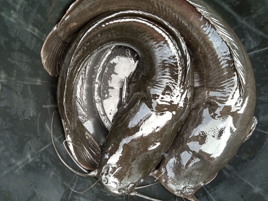 ZAT AYOOLUWA FARMS/CATFISH/SNAILS/PANLA FISH/FOODSTUFF VENDOR IN AYOBO, LAGOS