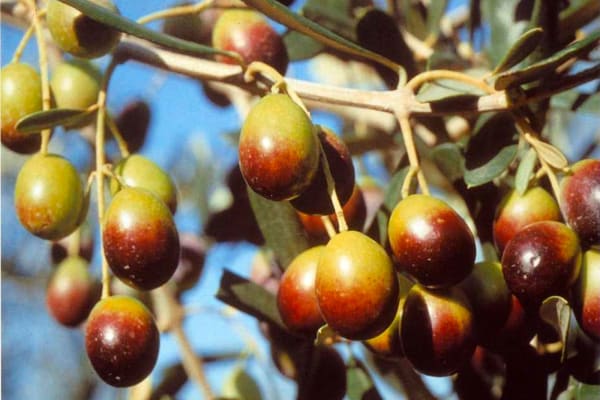 Frantoio olive variety