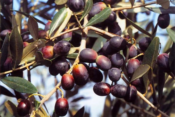 Leccino olive variety