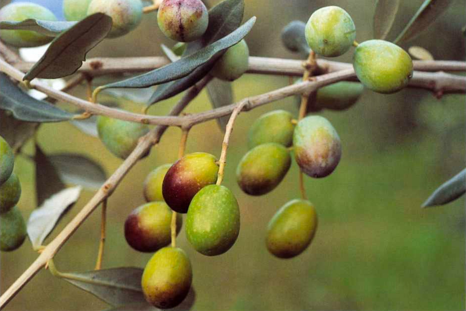 Dolce Agogia olive variety