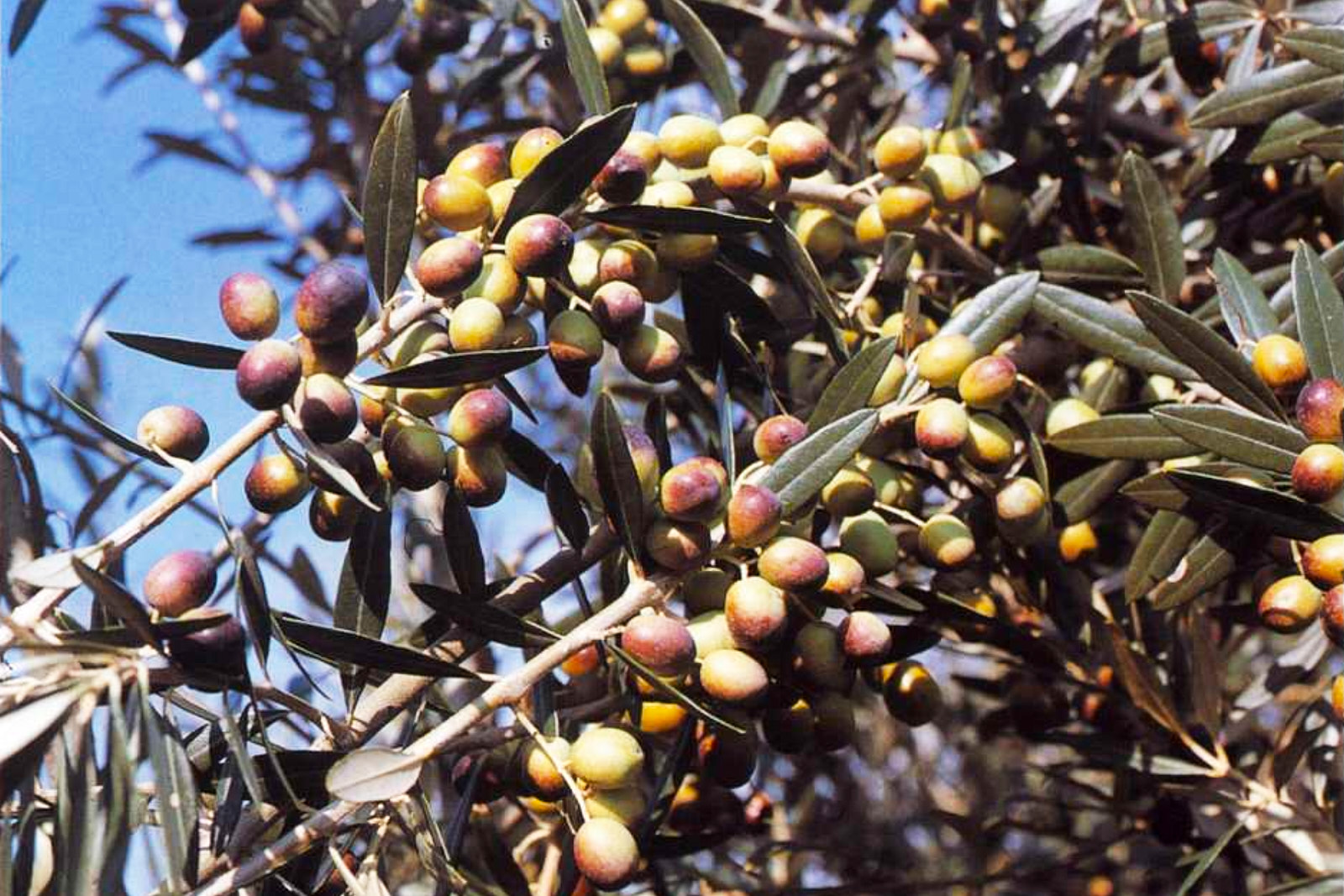 Moraiolo olive variety