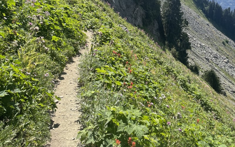 Summer in the Alpine: Slowing Down on the Mountain