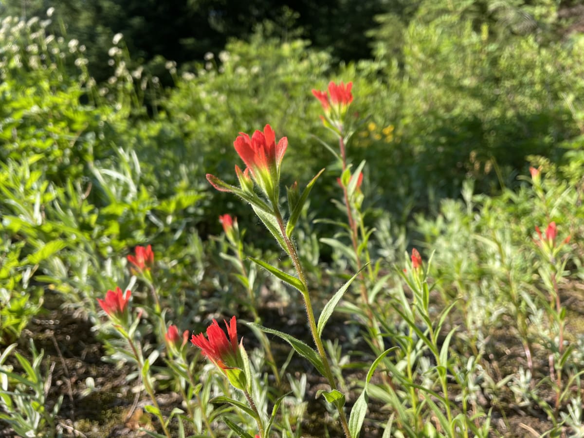 Indian paintbrush in the evening light