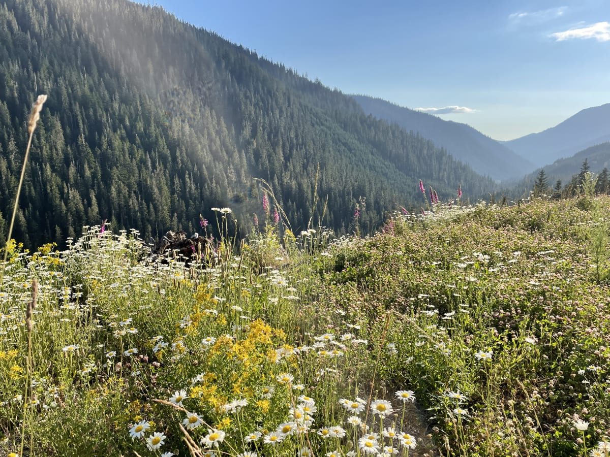Summer wildflowers on a mountain ridge