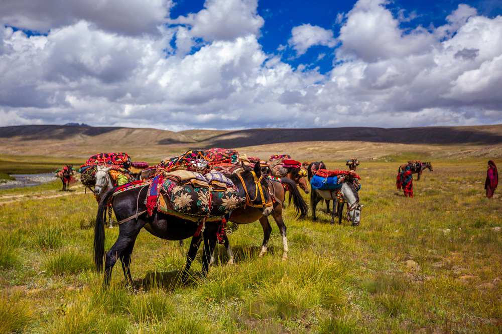 Horses Grassing in Deosai National Park