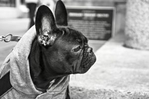 Imagen del artículo: Perros en videojuegos: todas las virtudes del hombre, ninguno de sus defectos