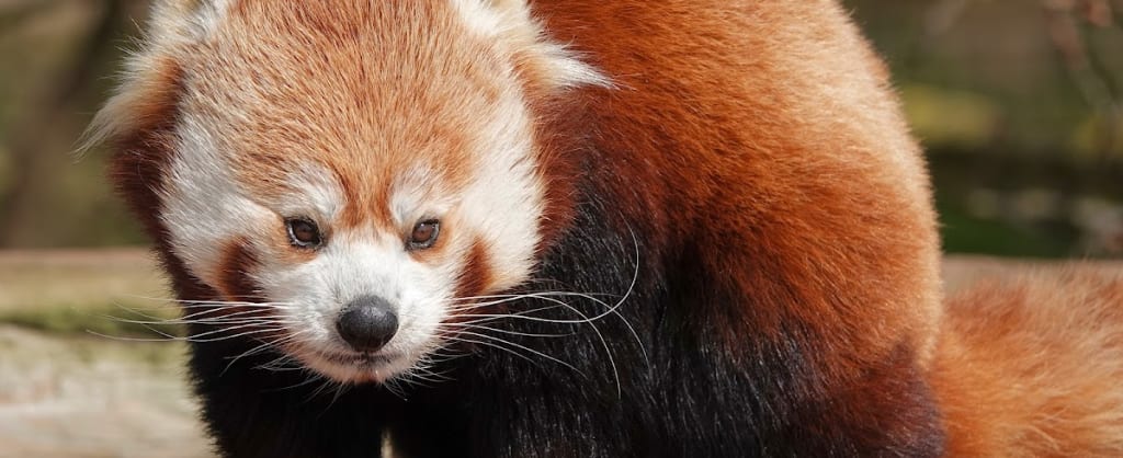 Photo of Yorkshire Wildlife Park