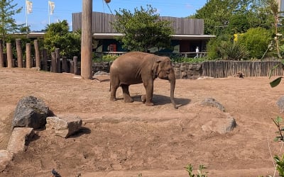 Chester Zoo