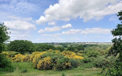 Hilly Fields