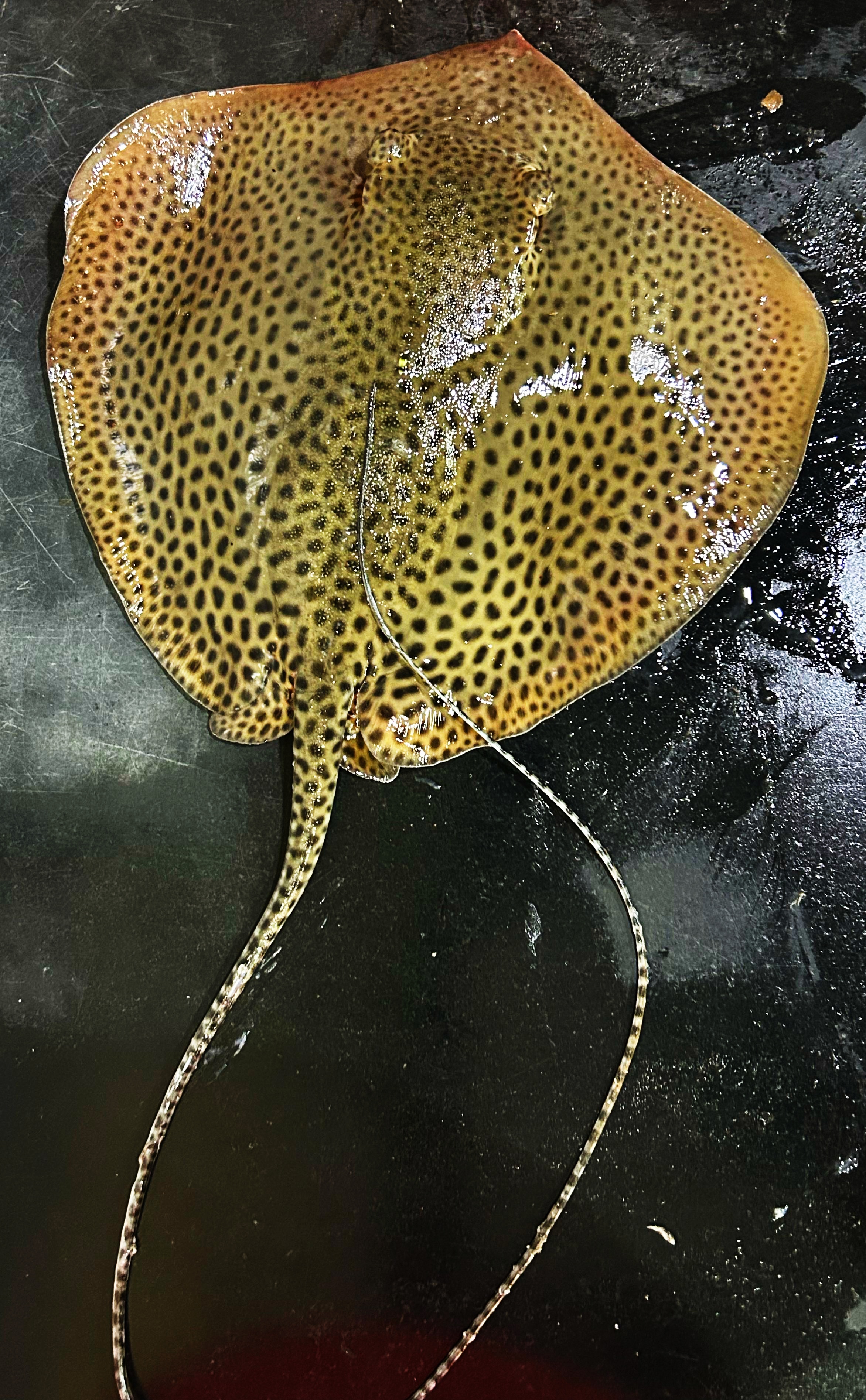 തിരണ്ടി / stingray