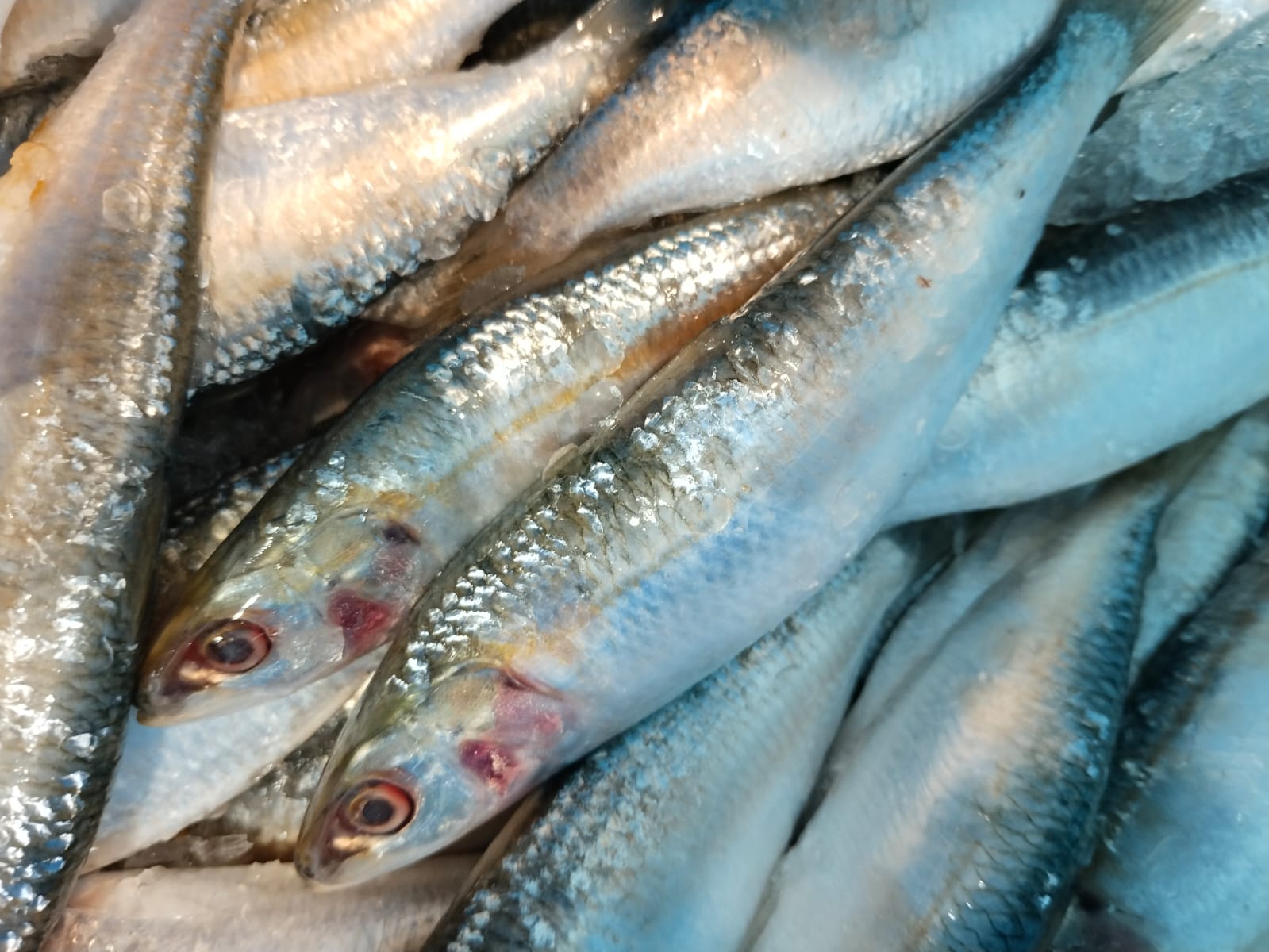മത്തി / sardine/ Mathi