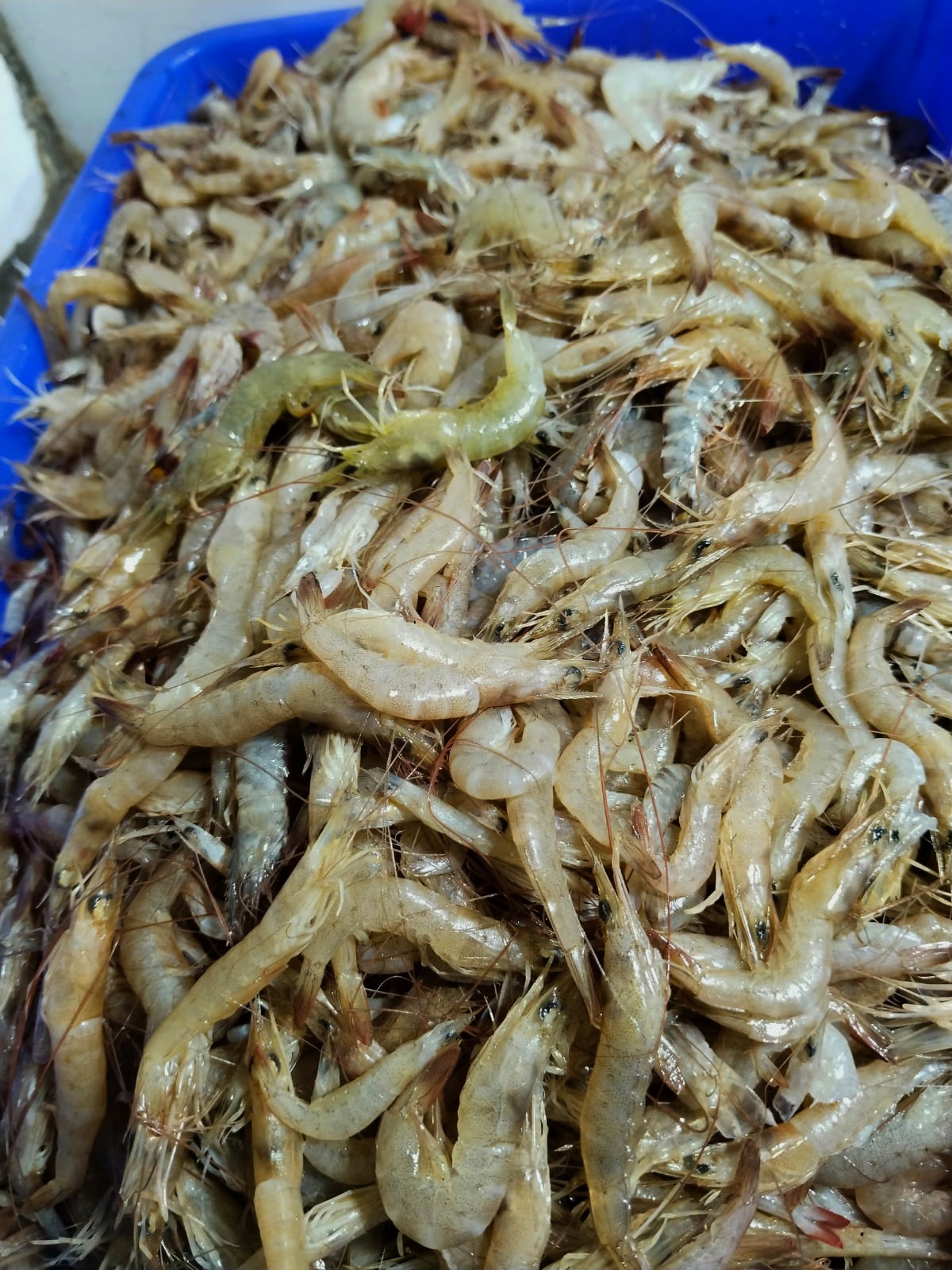 PROWNS (sml)/ചെമ്മീൻ / chemmeen /