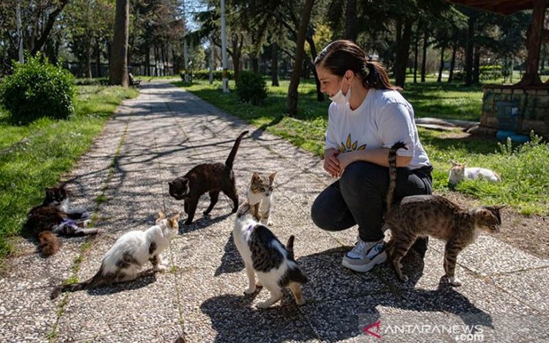 Pemerintah Beri Makan Hewan Liar di Turki Selama Pandemik Corona