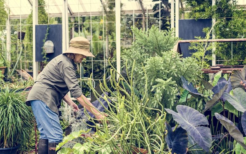 Tak Hanya Hilangkan Bosan, Berikut 5 Manfaat Berkebun untuk Fisik dan Mental