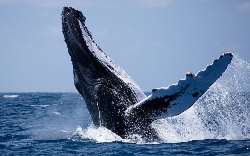 Semut hingga Ikan Paus, 10 Hewan Ini Dijamin Al Qur'an Masuk Surga