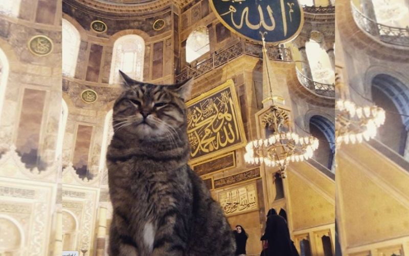 Mengenal Kucing Gli, Penjaga Setia Hagia Sophia yang Viral