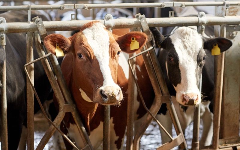 Subhanallah, Berikut 5 Keutamaan Ibadah Qurban yang Penuh Kebaikan