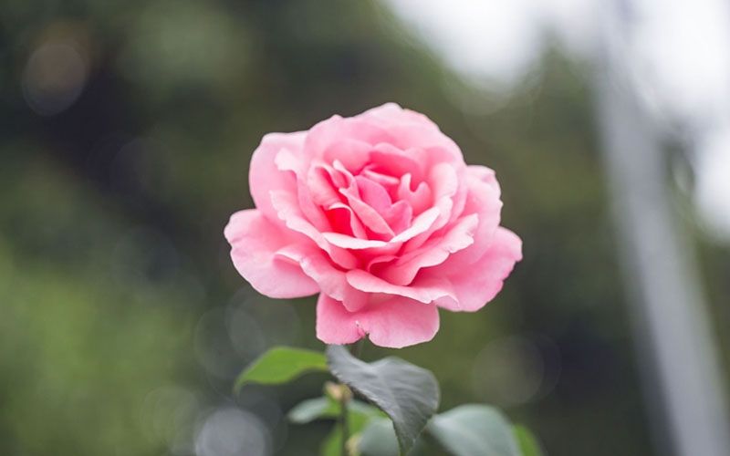 Mengenal Mariyah Al Qibtiyah, Istri Nabi Keturunan Mesir