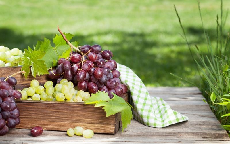 Kisah Kebun 'Surga' dan Anak Durhaka