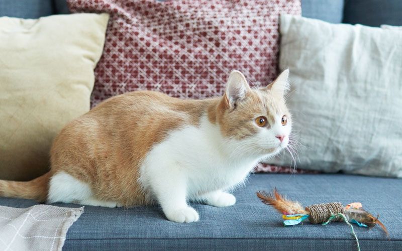 Masya Allah, Ini 7 Keberkahan Merawat Hewan di Dalam Rumah