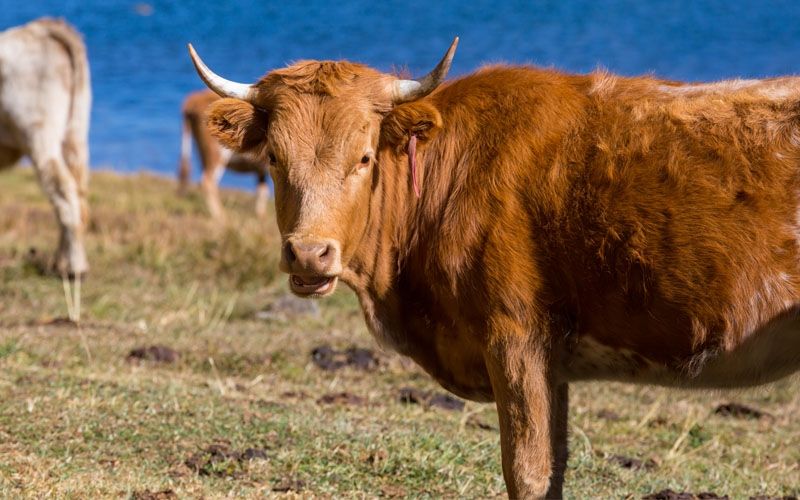 Kisah Ibnu Sina Menyembuhkan Delusi 'Sapi' Sang Pangeran