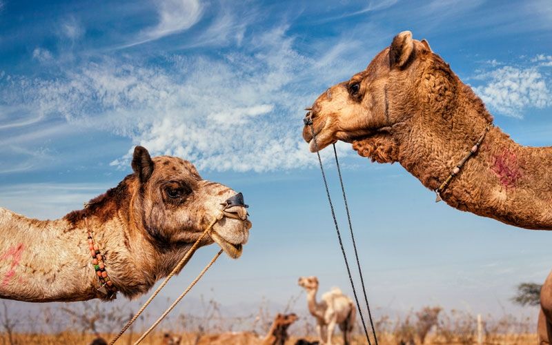 Kisah Kilab dan Baktinya Kepada Orangtua