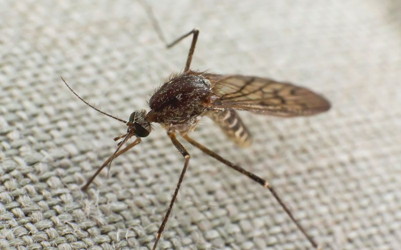 Raja Namrud yang Mati Dihinakan Oleh Seekor Nyamuk