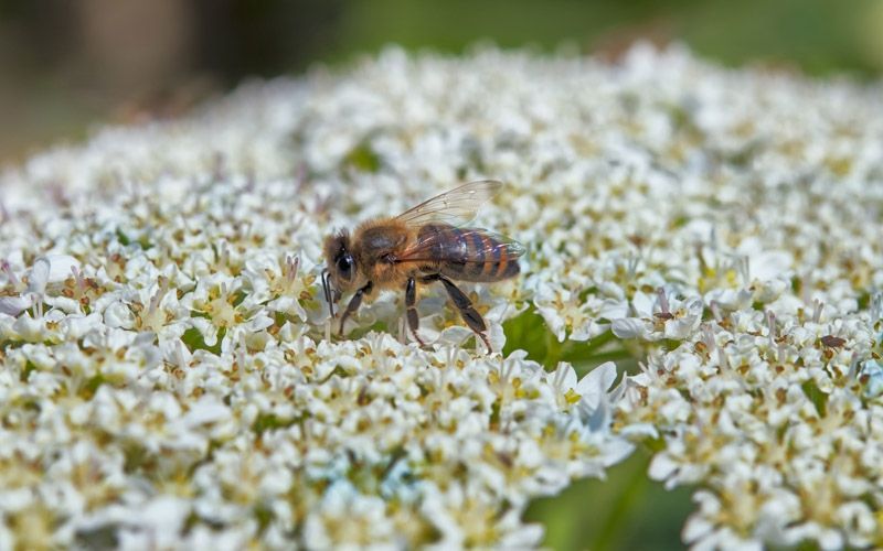 Kisah Jenazah yang Dilindungi Lebah saat Hendak Dipenggal