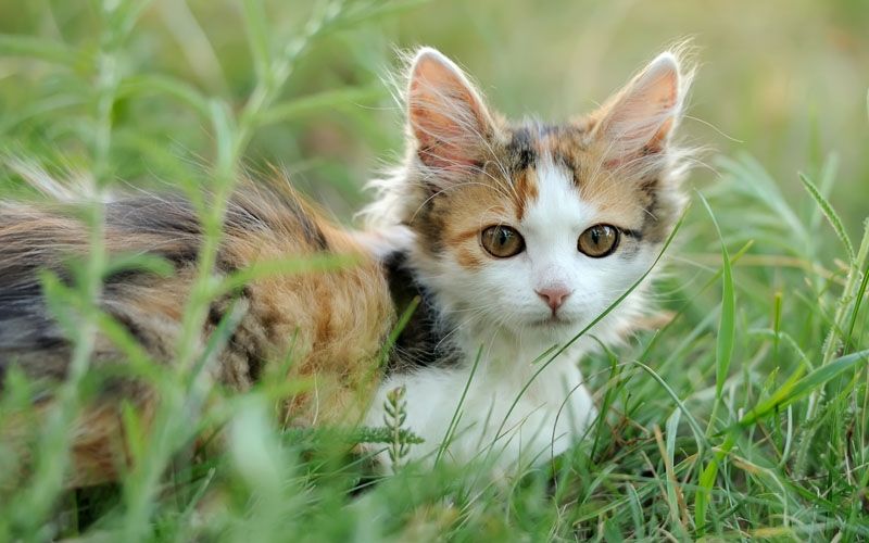 Benarkah Bulu Kucing dapat Menyebabkan Kemandulan pada Wanita?
