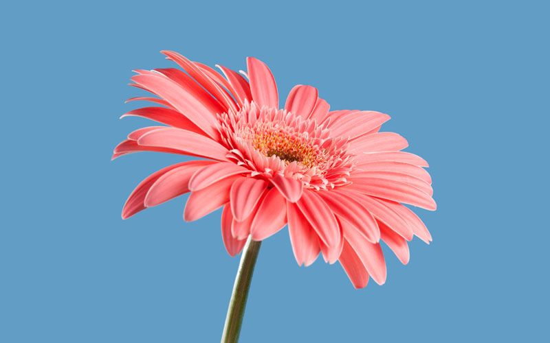 Meneladani Kesetiaan Ummu Darda' kepada Sang Suami