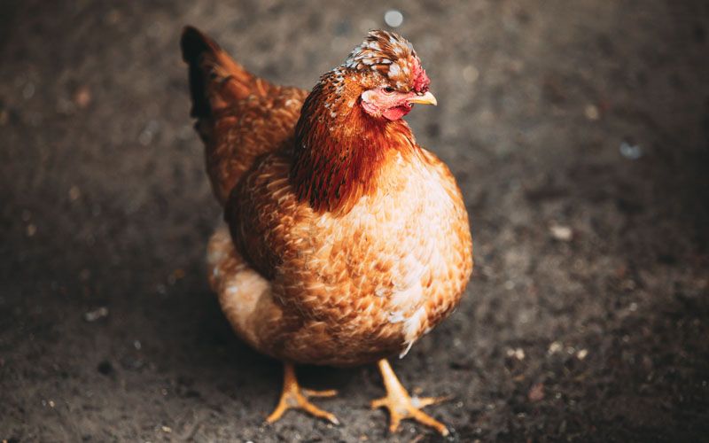 Muslim Perancis Kritik Larangan Penyembelihan Hewan Secara Islami