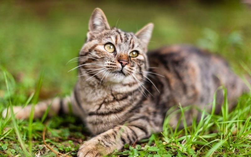 Kisah Wanita jadi Ahli Neraka karena Menyiksa Kucing