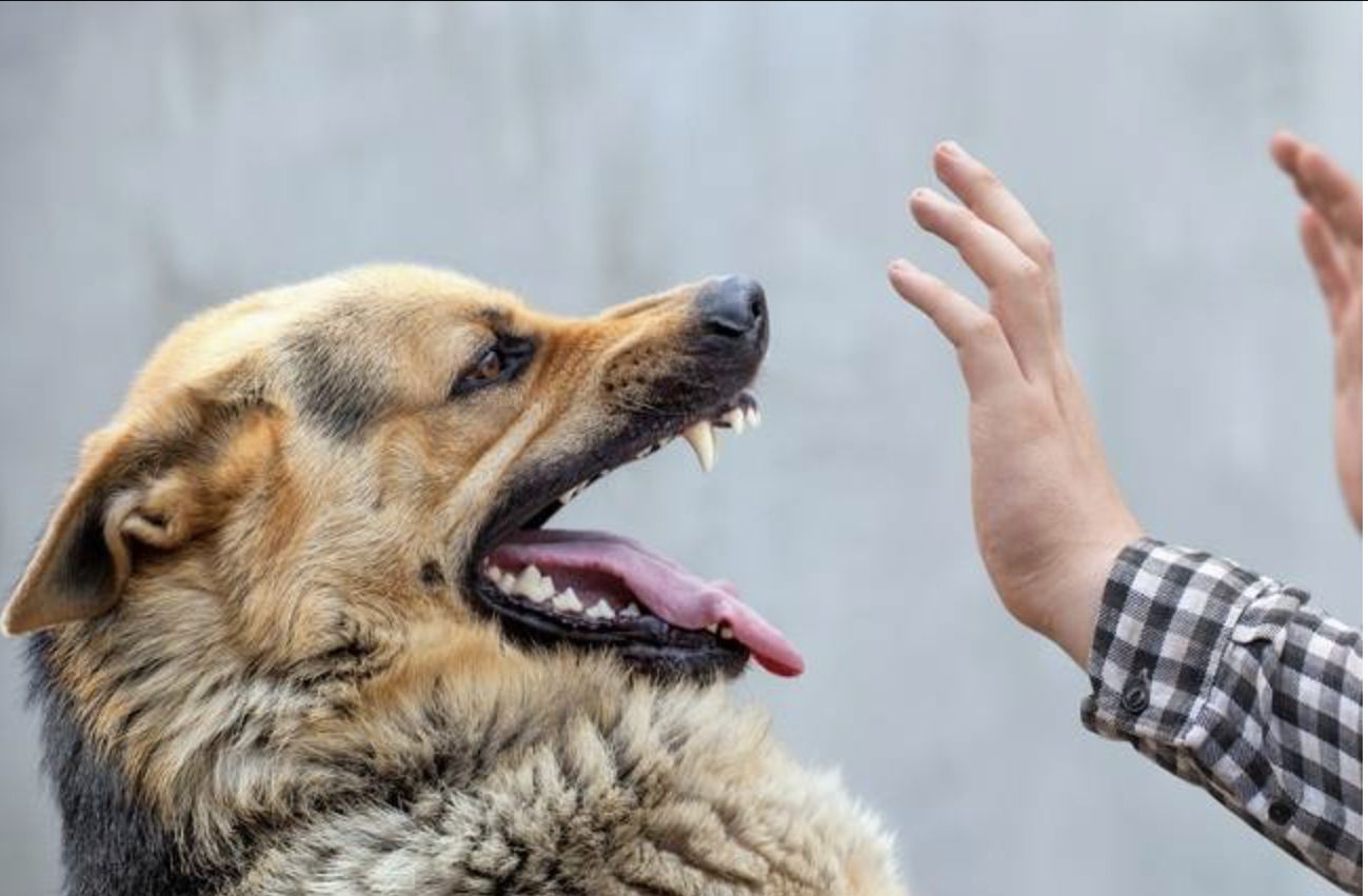 NTT Darurat Rabies: 4 Orang Meninggal Akibat Rabies di 2023