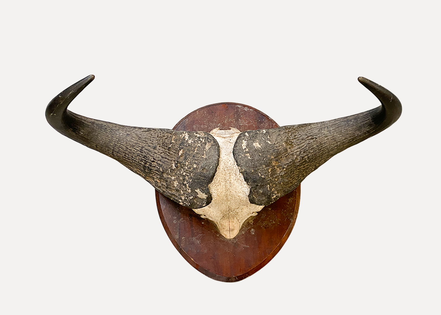 Art/Animals/Multiple/froud9ct66xjiqjnotbo