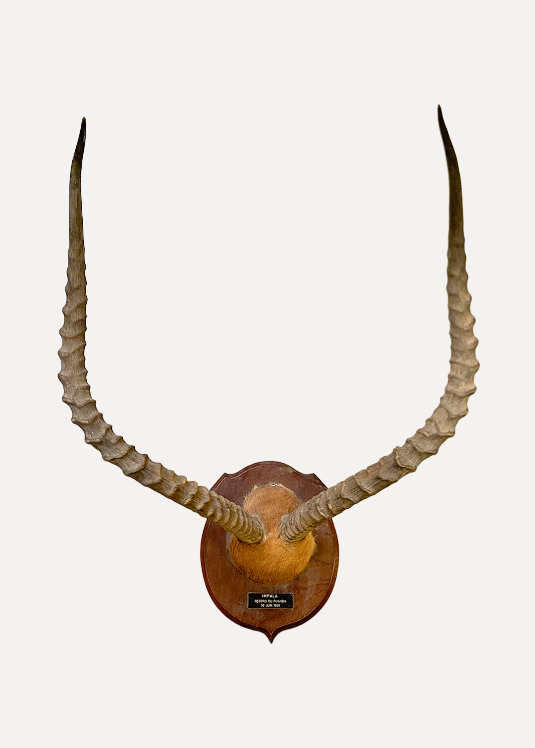 Art/Animals/Multiple/hie6xj5klpzmpaxr29su